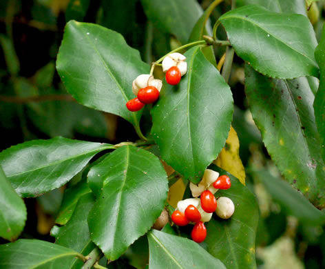 Euonymus fortunei