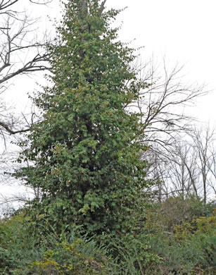 image of Euonymus fortunei, Wintercreeper, Climbing Euonymus, Chinese Spindle-tree