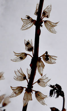 image of Salvia lyrata, Lyreleaf Sage, Cancer-weed