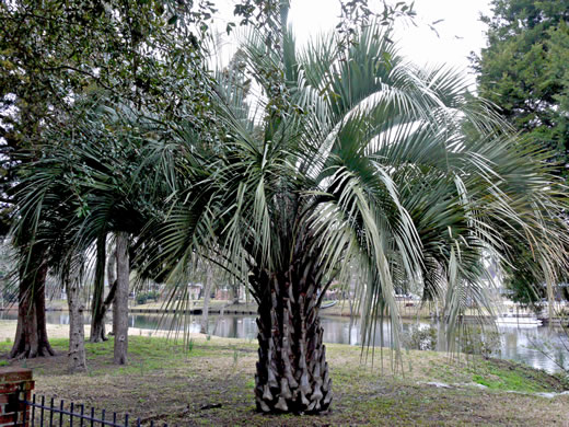 image of Butia odorata, Pindo Palm, South American Jelly Palm, Brazilian Butia