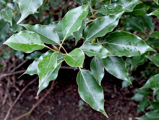 image of Camphora officinarum, Camphortree