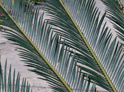 Cycas revoluta, Sago-palm