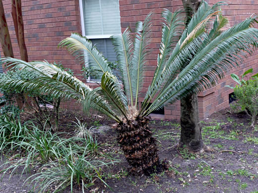 Cycas revoluta, Sago-palm