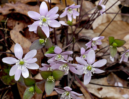 Hepatica acutiloba, Sharp-lobed Hepatica, Sharp-lobed Liverleaf