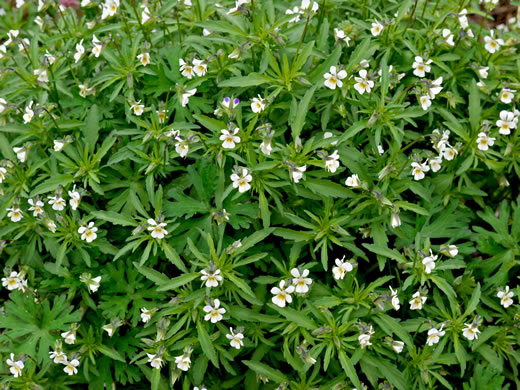 image of Viola arvensis, European Field Pansy