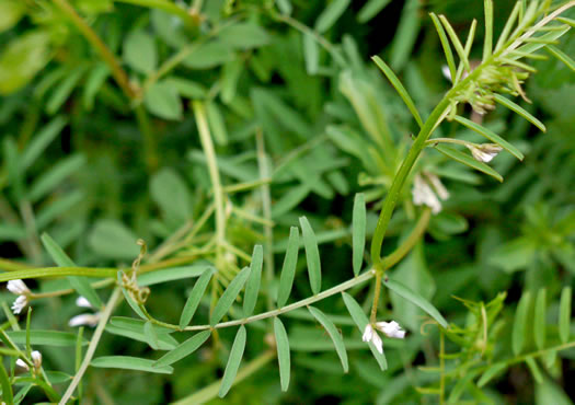 image of Vicia hirsuta, Tiny Vetch, Hairy Tare