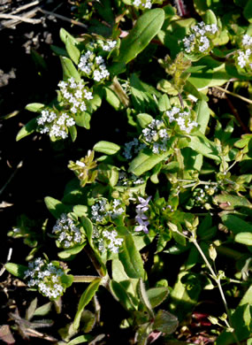 image of Valerianella locusta, European Cornsalad