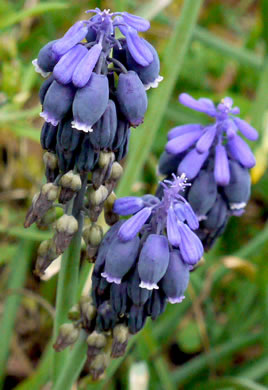 image of Muscari neglectum, Starch Grape-hyacinth, Blue Bottles