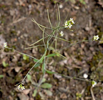 image of Arabidopsis thaliana, Mouse-ear Cress