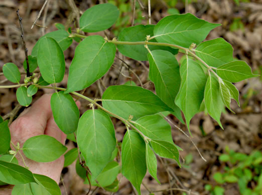 image of Lonicera maackii, Amur Bush-honeysuckle, Amur Honeysuckle