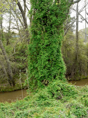 image of Akebia quinata, Five-leaf Akebia, Chocolate-vine