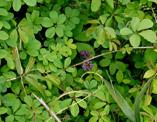 image of Akebia quinata, Five-leaf Akebia, Chocolate-vine