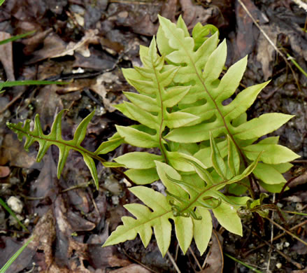 image of Lorinseria areolata, Netted Chain-fern, Net-veined Chainfern