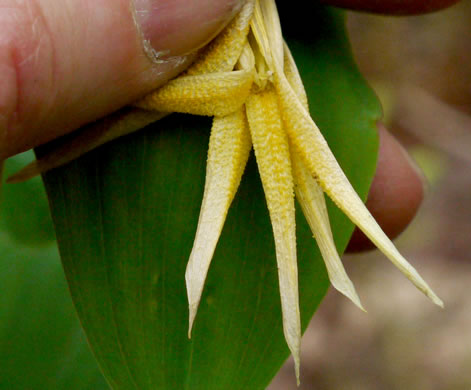 image of Uvularia perfoliata, Perfoliate Bellwort