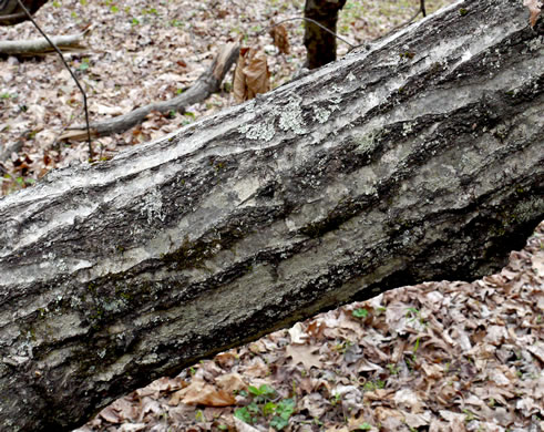 image of Quercus rubra +, Northern Red Oak, Red Oak