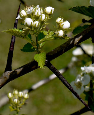 image of Crataegus harbisonii, Harbison's Hawthorn