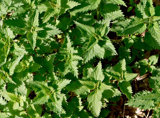 Urtica dioica ssp. dioica, European Stinging Nettle, Great Nettle