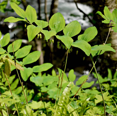 Polygonatum biflorum +, Smooth Solomon's Seal