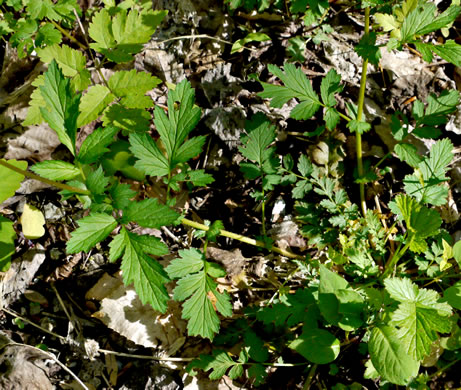 image of Geum vernum, Spring Avens, Heartleaf Avens