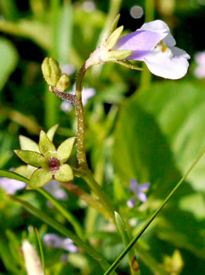 image of Mazus pumilus, Japanese Mazus