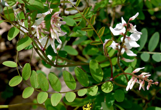 image of Vicia caroliniana, Carolina Vetch, Wood Vetch, Pale Vetch