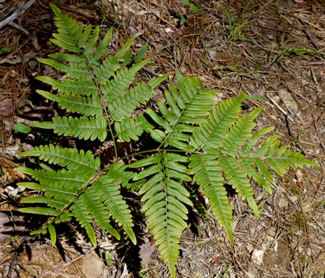 image of Pteridium latiusculum, Eastern Bracken, Brake