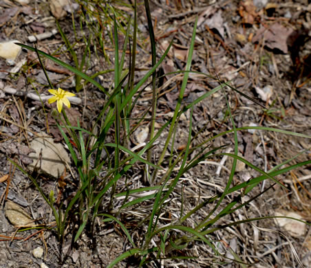 image of Hypoxis hirsuta, Yellow Stargrass, Hairy Yellow Stargrass, Common Stargrass, Upland Stargrass