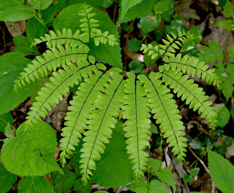 image of Adiantum pedatum, Northern Maidenhair Fern