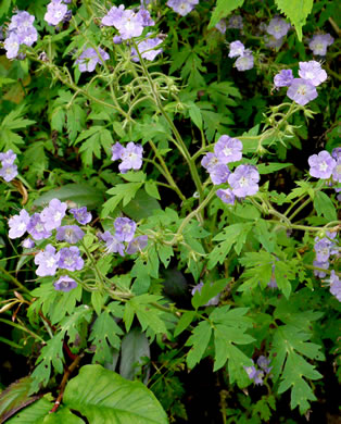 image of Phacelia bipinnatifida, Fernleaf Phacelia, Purple Phacelia, Forest Phacelia