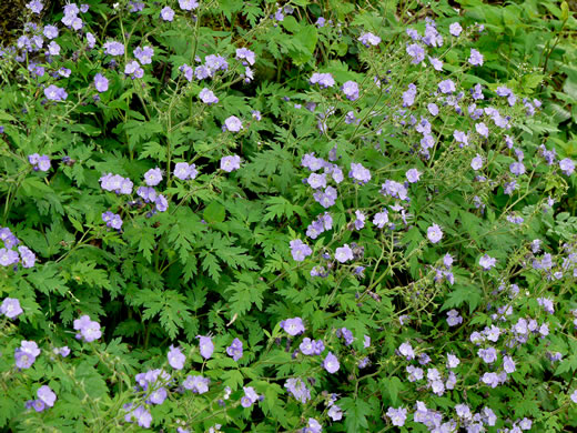 image of Phacelia bipinnatifida, Fernleaf Phacelia, Purple Phacelia, Forest Phacelia