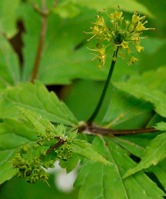 image of Sanicula odorata, Clustered Snakeroot, Clustered Sanicle, Yellow-flowered Snakeroot, Fragrant Snakeroot