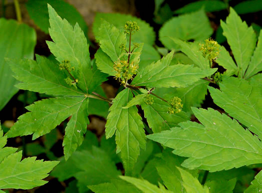 image of Sanicula odorata, Clustered Snakeroot, Clustered Sanicle, Yellow-flowered Snakeroot, Fragrant Snakeroot