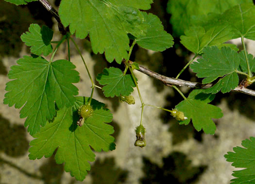 image of Ribes cynosbati, Prickly Gooseberry, Dogberry