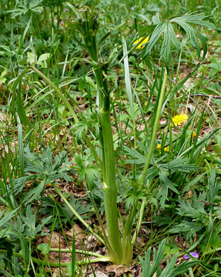 image of Ranunculus acris, Tall Buttercup, Bitter Buttercup