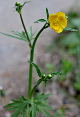 image of Ranunculus acris, Tall Buttercup, Bitter Buttercup