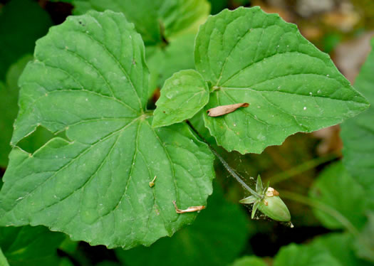 image of Viola canadensis, Canada Violet, Tall White Violet