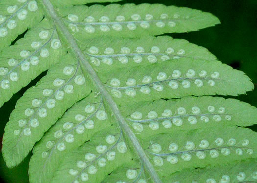 image of Dryopteris goldieana, Goldie's Woodfern