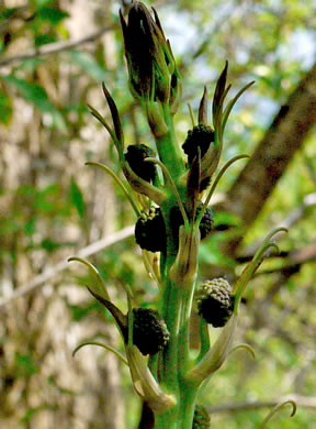 image of Smilax herbacea, Common Carrionflower, Smooth Carrionflower