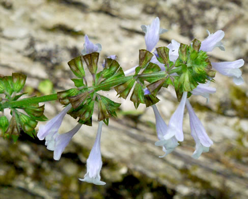 image of Salvia lyrata, Lyreleaf Sage, Cancer-weed