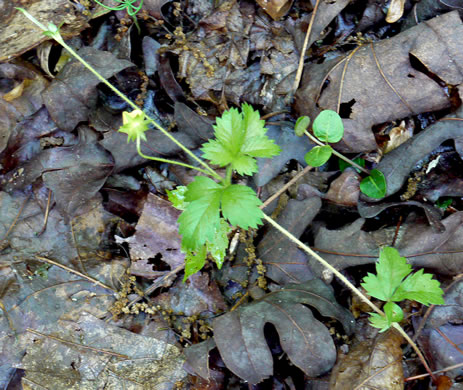 image of Potentilla simplex, Old Field Cinquefoil, Old-field Five-fingers, Common Cinquefoil