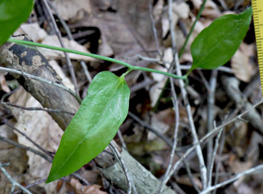 image of Smilax walteri, Coral Greenbrier, Red-berried Swamp Smilax