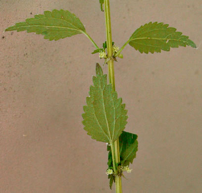 image of Urtica chamaedryoides, Weak Nettle, Dwarf Stinging Nettle, Heartleaf Nettle