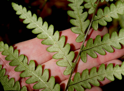 image of Anchistea virginica, Virginia Chain-fern