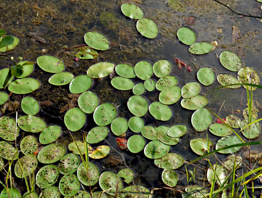 Water-shield