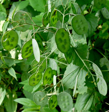 image of Lunaria annua, Money Plant, Annual Honesty, Silver-dollar Plant