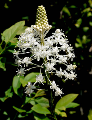 image of Xerophyllum asphodeloides, Eastern Turkeybeard, Beargrass, Mountain-asphodel