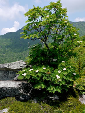 image of Sorbus americana, American Mountain-ash, American Rowan