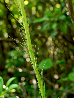 image of Xerophyllum asphodeloides, Eastern Turkeybeard, Beargrass, Mountain-asphodel