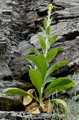 image of Verbascum thapsus ssp. thapsus, Woolly Mullein, Common Mullein, Flannel-plant, Velvet-plant