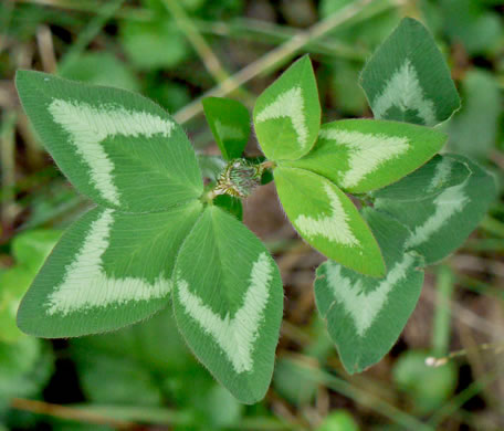 image of Trifolium pratense, Red Clover